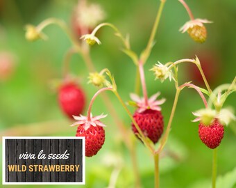 Strawberry, Wild | 200 Seeds | Heirloom | Non-gmo | Fragaria Vesca
