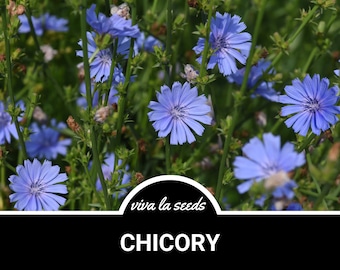 Chicory | 200 Seeds | Medicinal | Culinary | Non GMO | Cichorium intybus