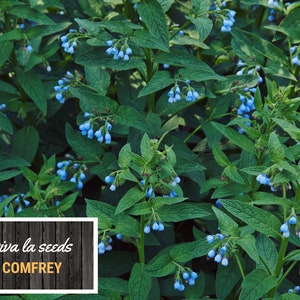 May include: A close-up of a patch of green comfrey plants with blue flowers. The text "viva la seeds COMFREY" is on a wooden sign in the foreground.