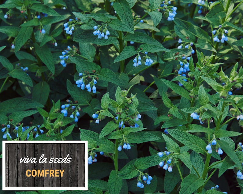 May include: A close-up of a patch of green comfrey plants with blue flowers. The text "viva la seeds COMFREY" is on a wooden sign in the foreground.