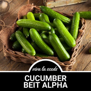 Cucumber, Beit Alpha | 30 Seeds | Heirloom Vegetable | Open Pollinated | Non-GMO | Cucumis sativus