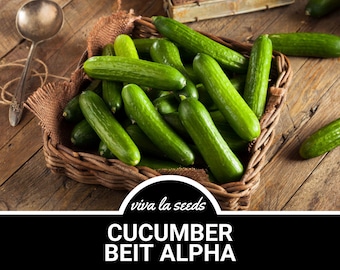 Cucumber, Beit Alpha | 30 Seeds | Heirloom Vegetable | Open Pollinated | Non-GMO | Cucumis sativus