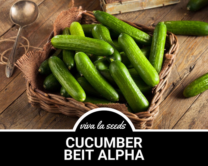 May include: A wicker basket filled with fresh green Beit Alpha cucumbers. The cucumbers are arranged in a variety of sizes and shapes. The basket is sitting on a wooden surface. The text "viva la seeds" and "CUCUMBER BEIT ALPHA" is visible below the basket.