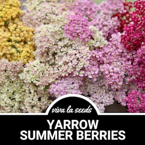Yarrow - Summer Berries | 50 Seeds | Medicinal Herb | Non GMO | Achillea millefolium