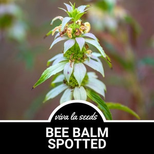 Bee Balm, Spotted | 50 Seeds | Medicinal & Culinary Herb | Non GMO | Monarda punctata