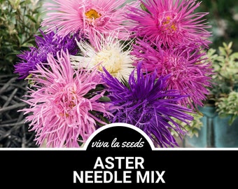 Aster, Needle Mix| 50 Seeds | Heirloom Flower | Long Lasting Blooms | Easy to Grow | Callistephus unicom