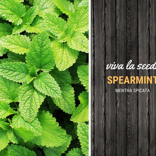 Fenugreek Uses and Plant Monograph