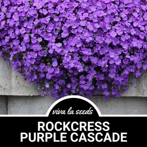 Rockcress, Purple | 250 Seeds | Amazing Low Growing Perennial | Aubrieta deltoidea