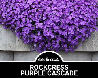 May include: Purple Rockcress flowers cascading over a gray concrete wall. The flowers are small and densely packed, creating a vibrant purple blanket. The text "viva la seeds" and "ROCKCRESS PURPLE CASCADE" is displayed below the flowers.