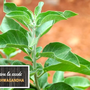 K&ouml;nnte beinhalten: Nahaufnahme einer gr&uuml;nen Ashwagandha-Pflanze mit dem Text "viva la seeds ASHWAGANDHA" auf einem Holzgrund.