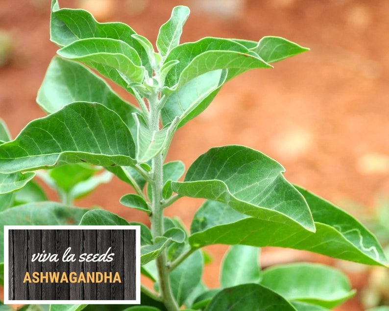 K&ouml;nnte beinhalten: Nahaufnahme einer gr&uuml;nen Ashwagandha-Pflanze mit dem Text "viva la seeds ASHWAGANDHA" auf einem Holzgrund.