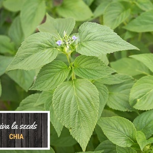 May include: Close-up of a green chia plant with small purple flowers. The plant is labeled "viva la seeds CHIA" on a wooden background.