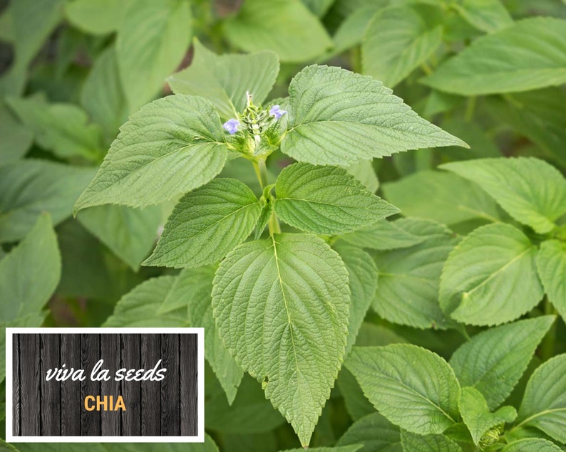 May include: Close-up of a green chia plant with small purple flowers. The plant is labeled "viva la seeds CHIA" on a wooden background.