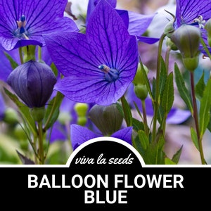 Balloon Flower Seed - Etsy