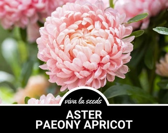 Aster, Paeony Duchess Apricot | 50 Seeds | Heirloom Flower | Large Blooms | Easy to Grow | Callistephus paeony