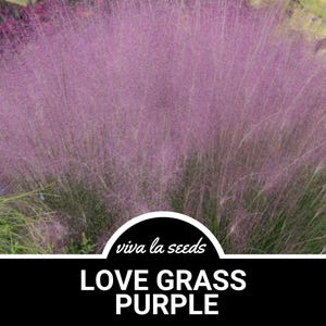 Love Grass, Purple 50 Seeds Heirloom Ornamental Grass Drought