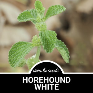 Horehound | 50 Seeds | Medicinal & Culinary Herb | Marrubium vulgare