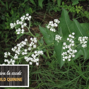 May include: A close-up of white wild quinine flowers blooming on a green stem. The text "viva la seeds WILD QUININE" is on a wooden background.