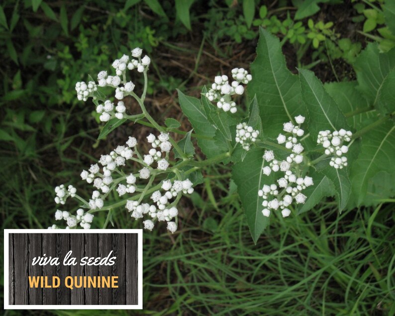 May include: A close-up of white wild quinine flowers blooming on a green stem. The text "viva la seeds WILD QUININE" is on a wooden background.