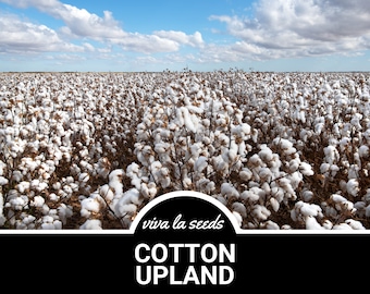 Cotton, Upland | 20 Seeds | American Upland Cotton | Heirloom | Non GMO | Gossypium hirsutum