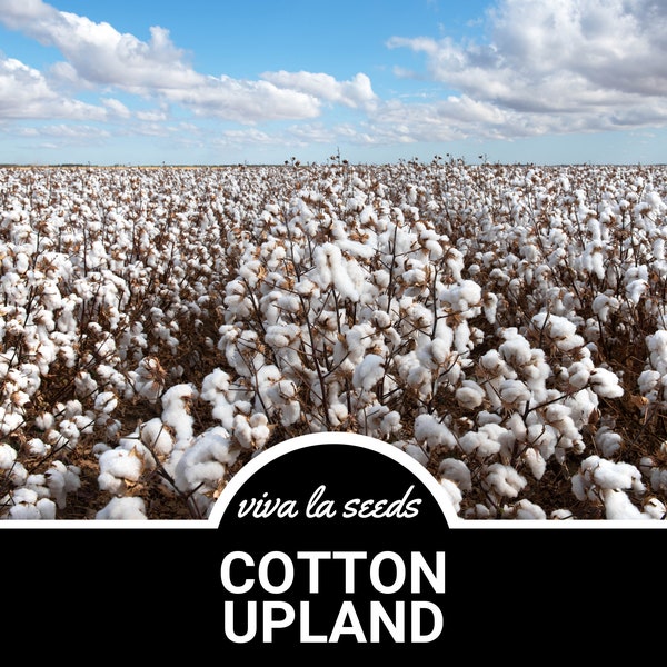 Cotton, Upland | 20 Seeds | American Upland Cotton | Heirloom | Non GMO | Gossypium hirsutum
