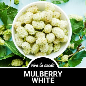 Mulberry, White | 50 Seeds | Heirloom | Non GMO | Morus alba