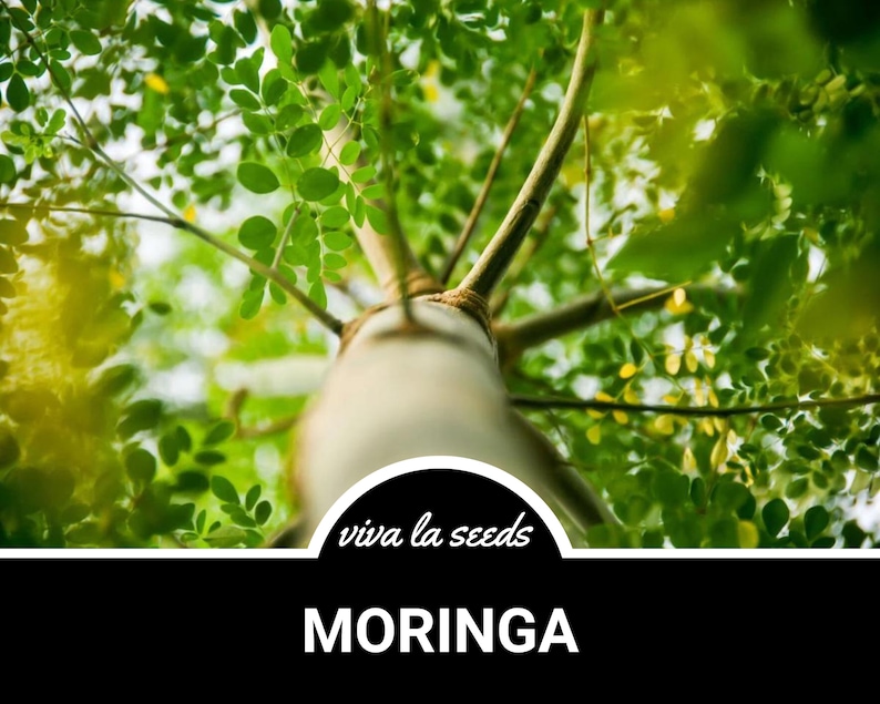 May include: A close-up view of a Moringa tree trunk with lush green leaves. The text "viva la seeds" and "MORINGA" are visible at the bottom of the image.