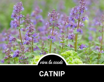 Catnip | 250 Seeds | Medicinal & Culinary Herb | Non GMO | Nepeta cataria