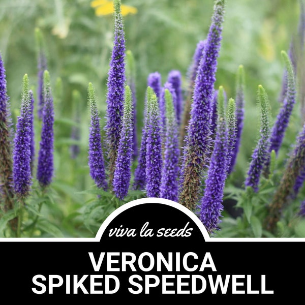 Veronica, Spiked | Speedwell | 50 Seeds | Heirloom Plant | Drought Tolerant | Attracts Pollinators | Veronica spicata