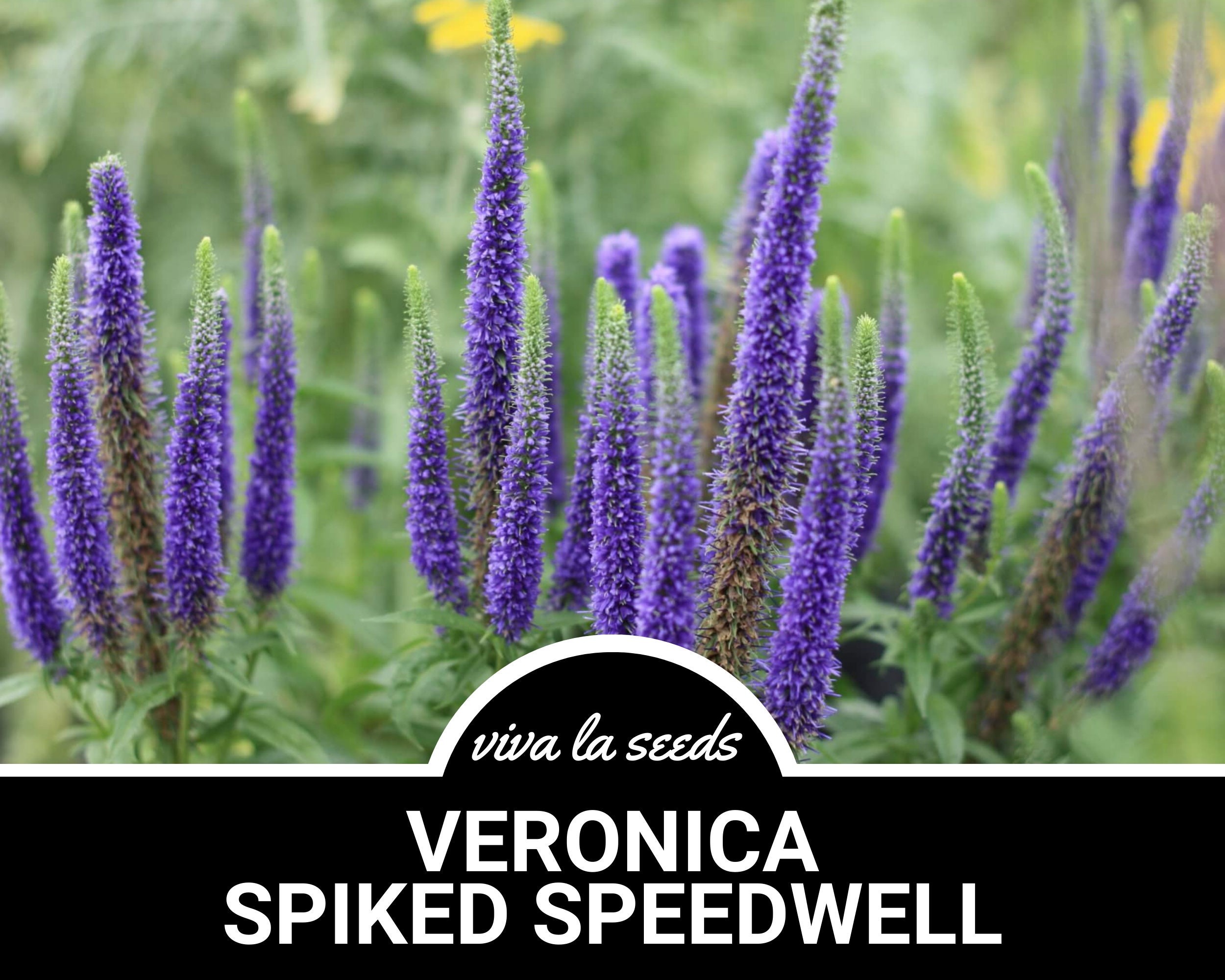 Veronica, Spiked | Speedwell | 50 Seeds | Heirloom Plant | Drought