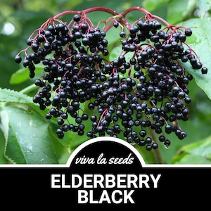 Elderberry - American Black | 50 Seeds | Medicinal | Culinary | Non GMO | Sambucus canadensis