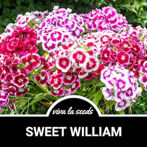 Sweet William Mix | 250 Seeds | Heirloom Flower | Fragrant & Vibrant Blooms | Short Lived Perennial | Dianthus barbatus