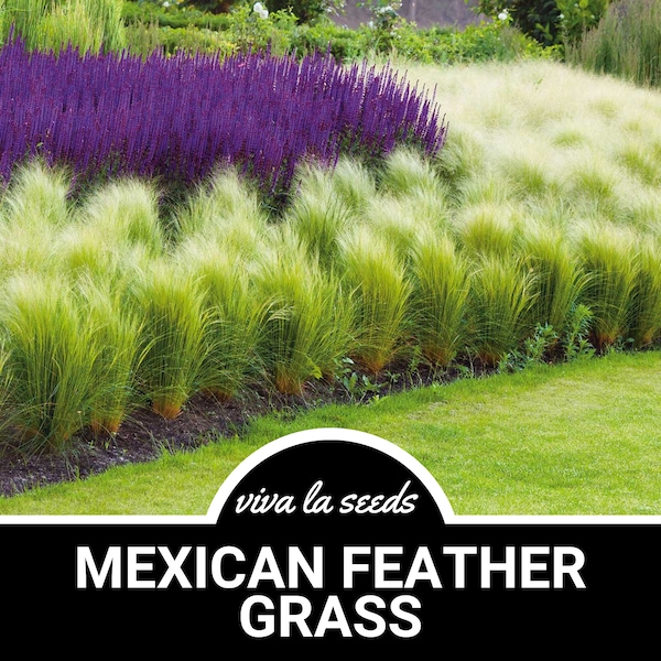 Mexican Feather Grass | 50 Seeds | Heirloom Ornamental Grass | Drought Tolerant | Amazing Landscape Plant | Stipa tenuissima