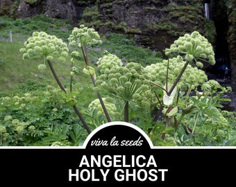 Angelica | 30 Seeds | Culinary Herb | Medicinal | Non GMO | Angelica archangelica