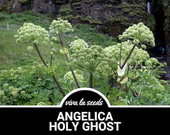 Angelica | 30 Seeds | Culinary Herb | Medicinal | Non GMO | Angelica archangelica