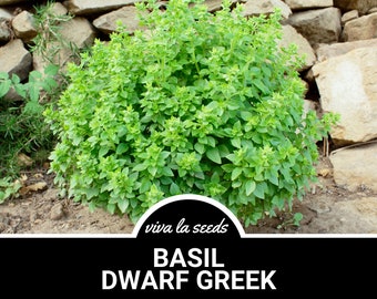 Op de afbeelding: Een close-up van een weelderige groene dwerg Griekse basilicum plant die groeit in een tuinomgeving. De plant is omringd door stenen en aarde. De tekst "viva la seeds" en "BASIL DWARF GREEK" is zichtbaar onderaan de afbeelding.
