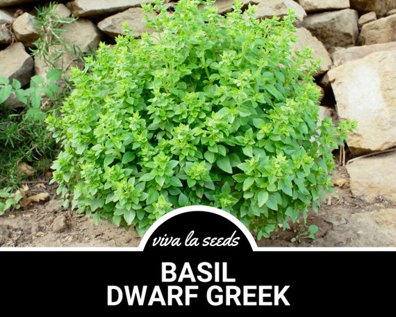 Basil, Dwarf Greek | 250 Seeds | Heirloom Herb | Medicinal & Culinary Plant | Non-GMO | Ocimum basilicum