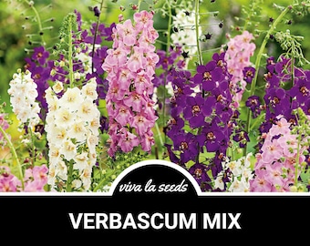 Verbascum (Purple Mullein) Mix | 100 Seeds | Medicinal Herb | Non GMO | Verbascum phoenicium