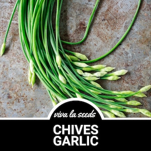 Chives, Garlic | 250 Seeds | Medicinal, Culinary & Decorative Herb | Heirloom | Non GMO | Allium tuberosum