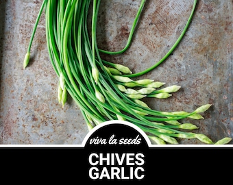 Chives, Garlic | 250 Seeds | Medicinal, Culinary & Decorative Herb | Heirloom | Non GMO | Allium tuberosum