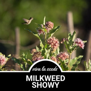 Milkweed, Showy | 20 Seeds | Butterfly & Hummingbird Must | Non GMO | Asclepias speciosa