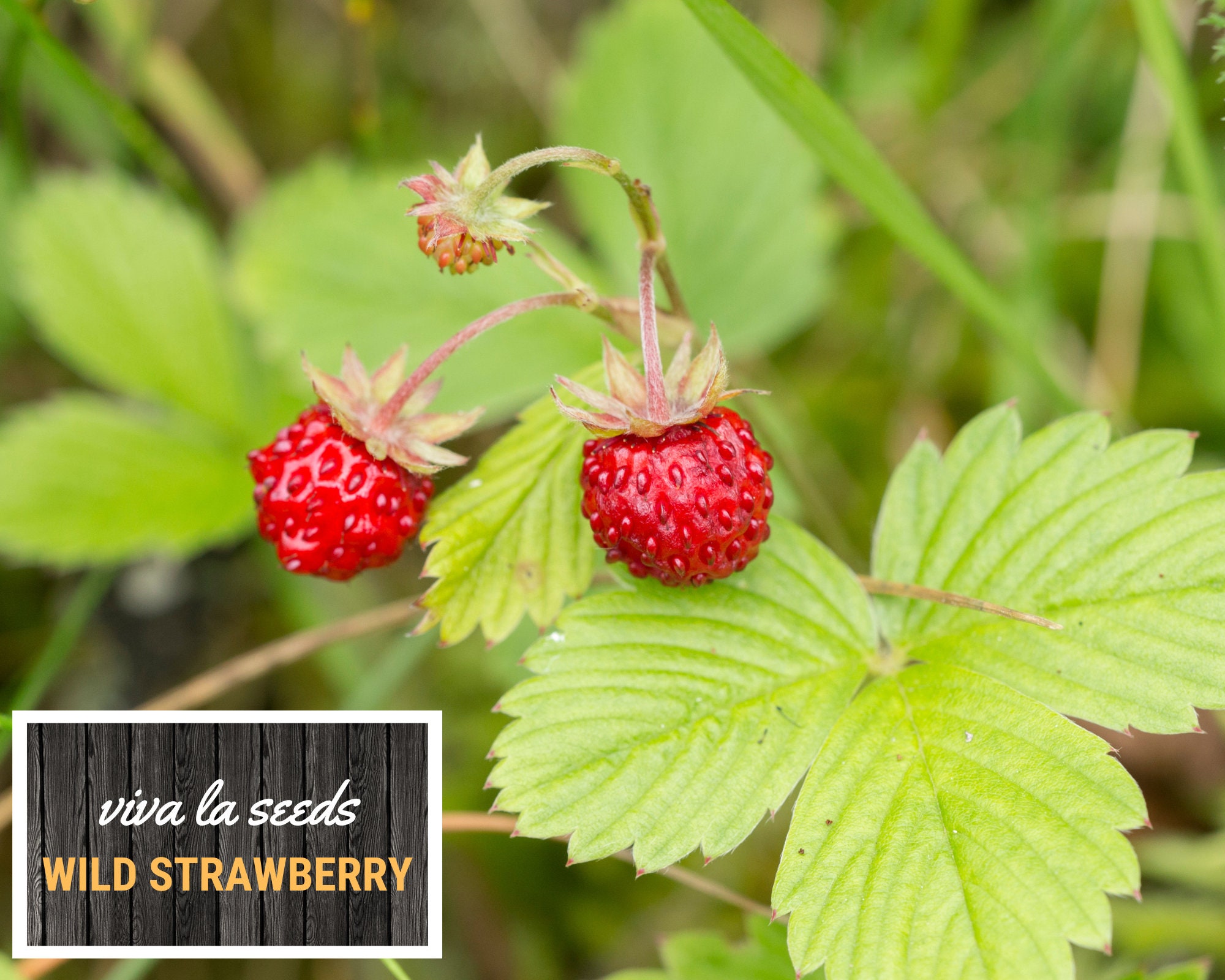 USED】 Wild Strawberry まとめ 11点 【公式通販】