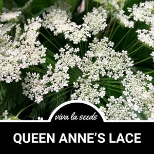 Queen Anne&#39;s Lace | 100 Seeds | Medicinal Herb | Floral Designs | Heirloom | Daucus carota