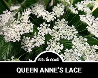 Queen Anne's Lace | 100 Seeds | Medicinal Herb | Floral Designs | Heirloom | Daucus carota