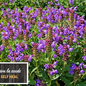 Self Heal | Heal All | 50 Seeds | Medicinal Herb | Easy to Grow | Non ...