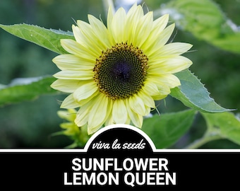 Sunflower, Lemon Queen | 25 Seeds | Culinary & Medicinal | Easy to Grow | Non GMO | Helianthus annuus