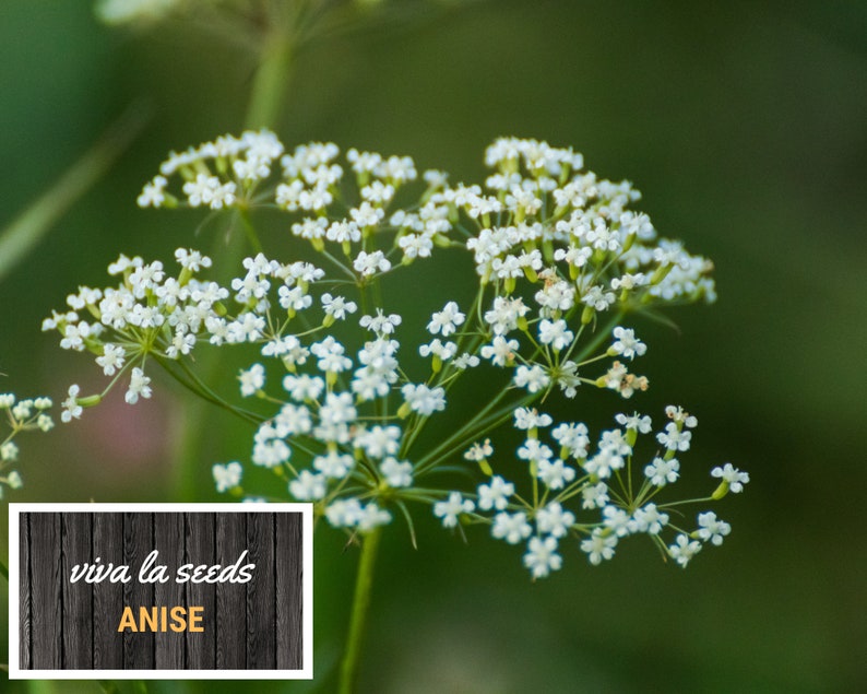 Anise | 100 Seeds | Medicinal Herb | Non GMO | Pimpinella Anisum - Etsy