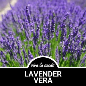 Lavender, Vera 100 Seeds Medicinal Culinary Herb Non GMO Lavandula angustifolia image 1