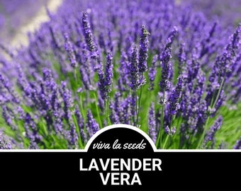 Lavender, Vera | 100 Seeds | Medicinal | Culinary Herb | Non GMO | Lavandula angustifolia