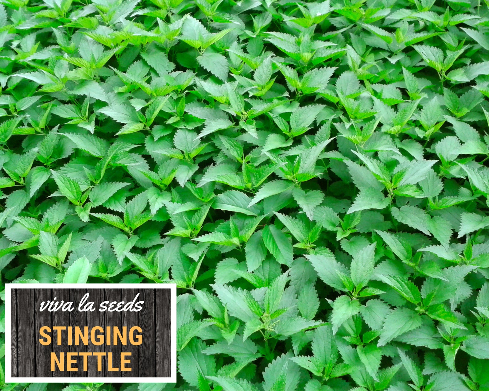 Stinging Nettle 100 Seeds Medicinal & Culinary Herb Non - Etsy